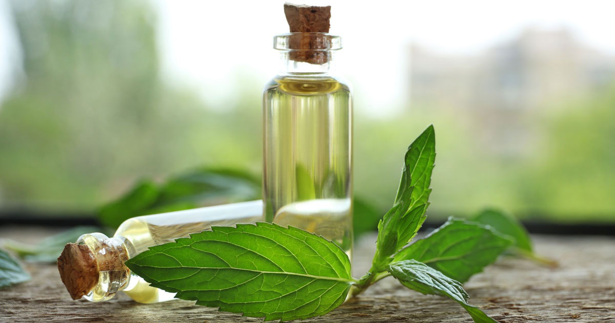 اسانس گیاه نعناع
